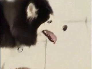Dog Fuckers 35 002