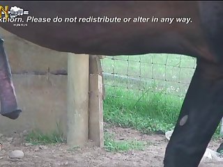 Stallion Loving