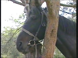 Horse Power 1
