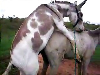 Donkysex Animal Sex Zootube