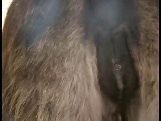Poneze Donkey 1