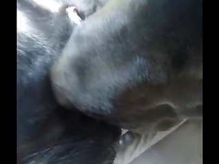 Creampie Cleaning Aluzky Llab Dog Sex