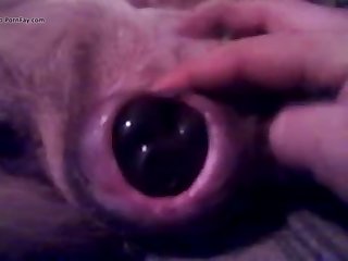 Bitch Pussy Dildo