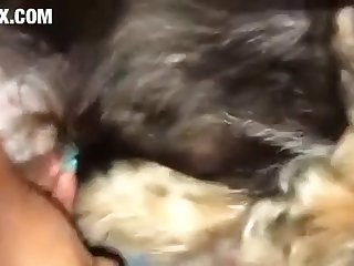 Porn Hub Animal