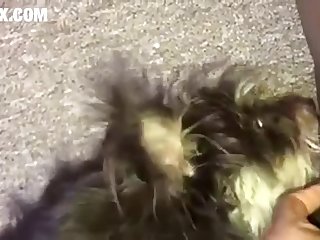 Porn Girl And Animal