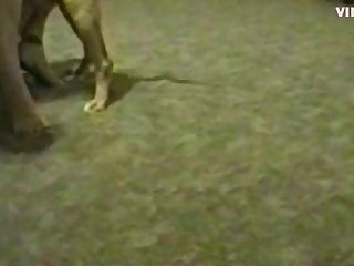 Forced Animal Sex Porn