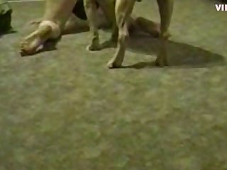 Forced Animal Sex Porn