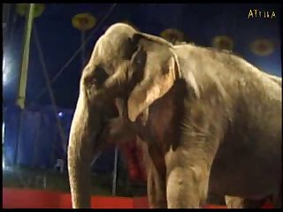 Bondage Porn Extreme