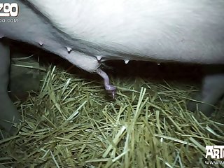 Extreme First Time Anal Porn