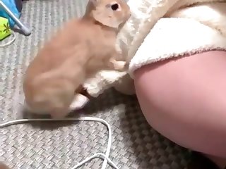 Japanese Extreme Bondage Porn