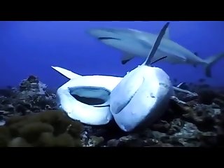 Lesbian Extreme Porn Gif