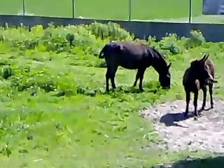 Extreme Gamer Girl Porn