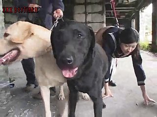 Extreme Animal Bear Porn