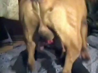 Extreme Animal Boy Porn