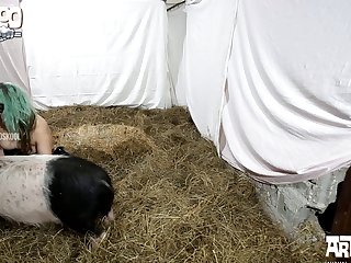 Hu boar Pussy