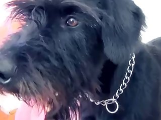 Big Dog Fuck Anal