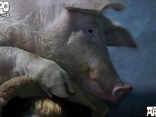 Amateur Animal Sex Videos