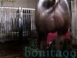 Animal Sex Chicken