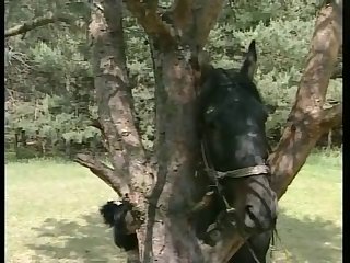 Indian Animal Sex Com