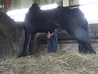 What Animal Has The Longest Sex