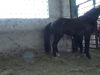 Forced Animal Sex