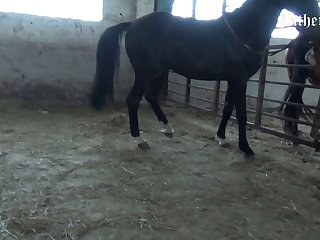 Interspecies Animal Sex