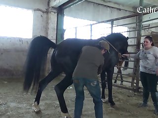 Interspecies Animal Sex