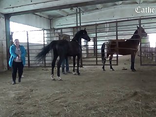 New Animal Sex Videos