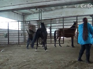 New Animal Sex Videos