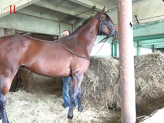 Women Sex With Animal Porn