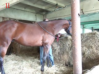 Women Sex With Animal Porn