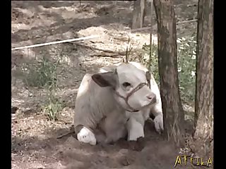 Animal Sex Porns
