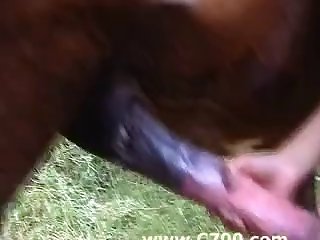 Sex Entre Animal