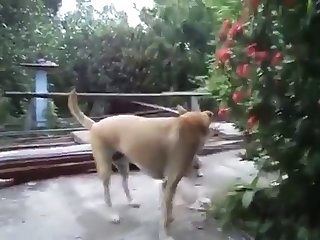 12.dog Fucking Cat