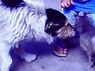35.dog Fucking Cat