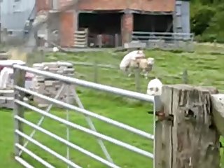 34.pig Fucking Sheep