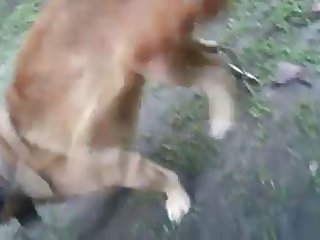 13.dog Knotted To Chicken