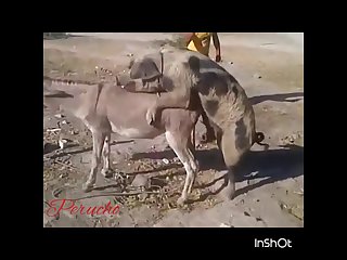 32.pig Fucking Donkey