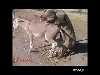 32.pig Fucking Donkey