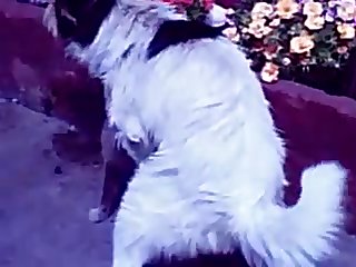 25.dog Fucking Cat