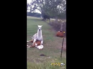 4.lama Fucking Goat