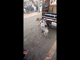 21.dog Knotted To Pig