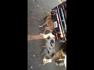 21.dog Knotted To Pig