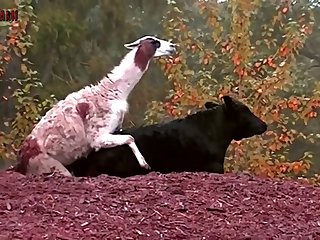 6.goat Fucking Cow