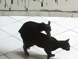 19.dog Fucking Cat
