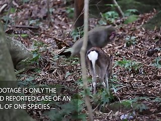 22.monkey Fucking Deer