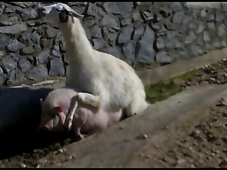 10.lama Fucking Goat