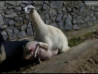 10.lama Fucking Goat