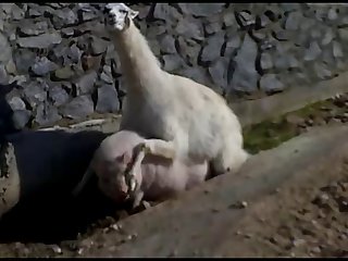 10.lama Fucking Goat
