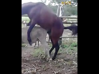 37.horse Fucking Donkey